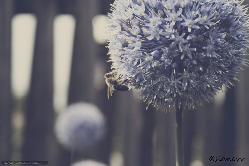 Bee on a Flower — Blue
