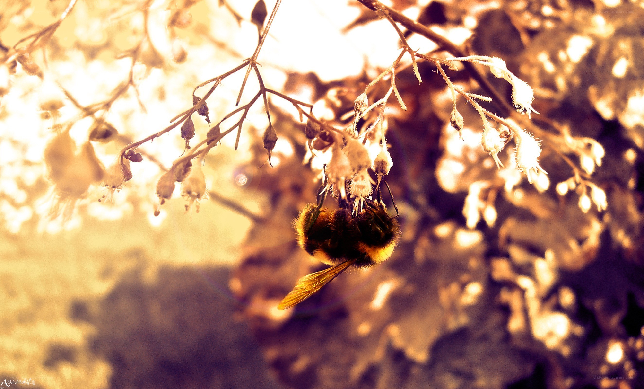 Bee on a flower branch