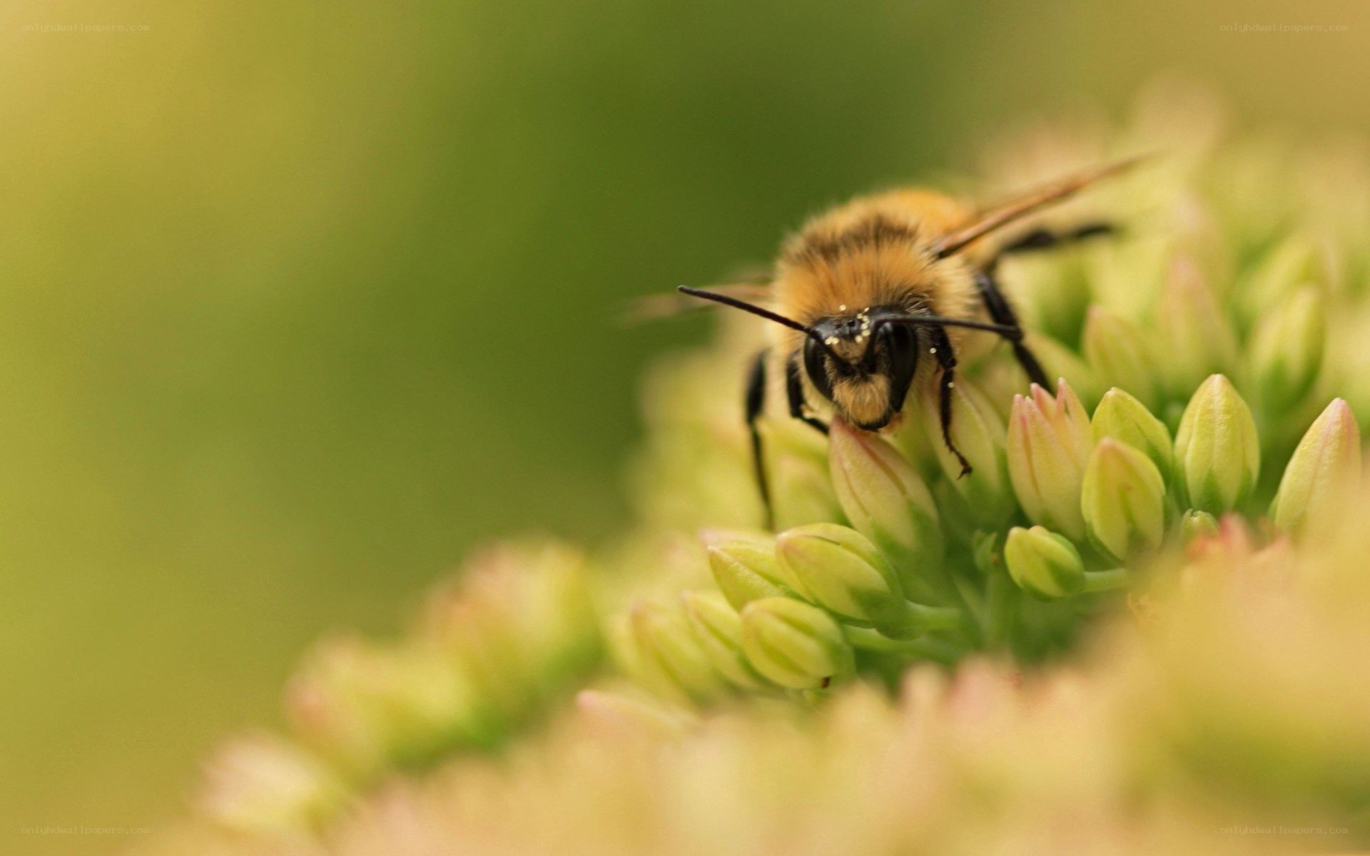 bee on a flower bud