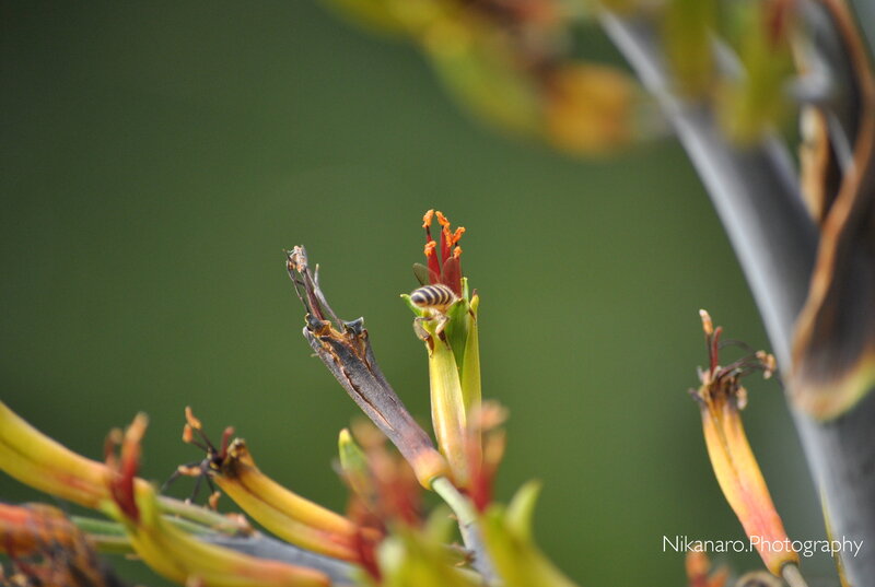 bee on a flower bud