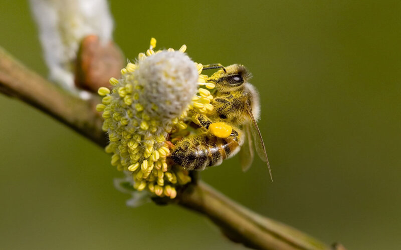 bee on a flower bud