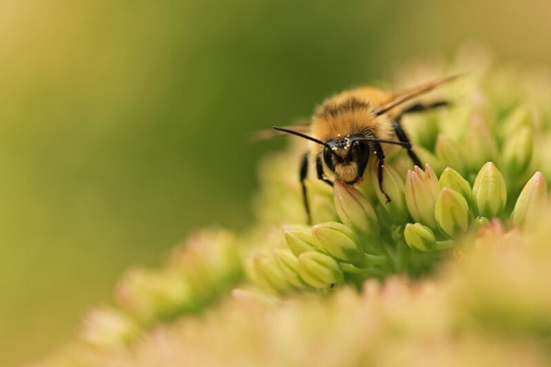 bee on a flower bud