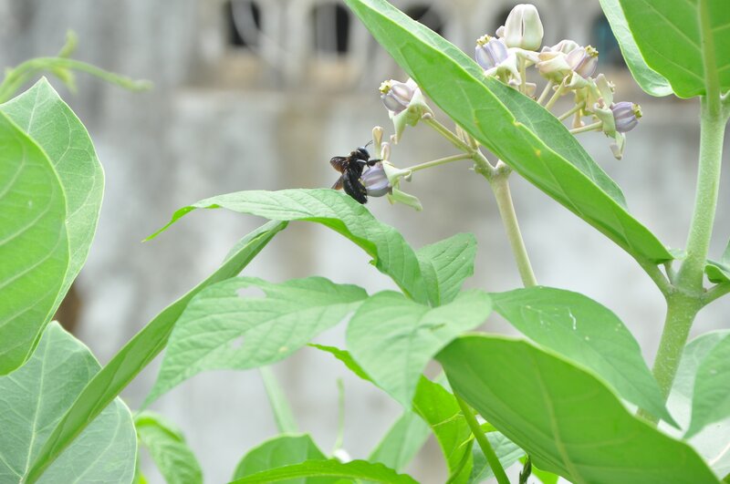 Bee on a Flower — Green, Calm, Afternoon