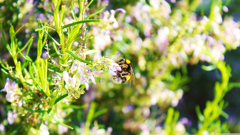 Bee on a Flower — Green, Calm