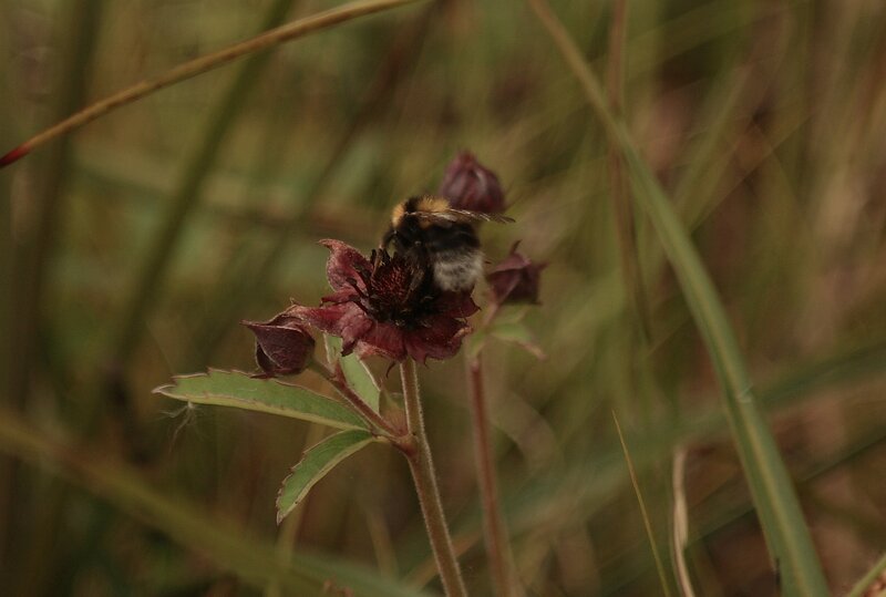 Bee on a Flower — Green, Natural
