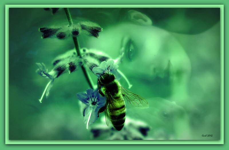 Bee on a Flower — Green, Serene