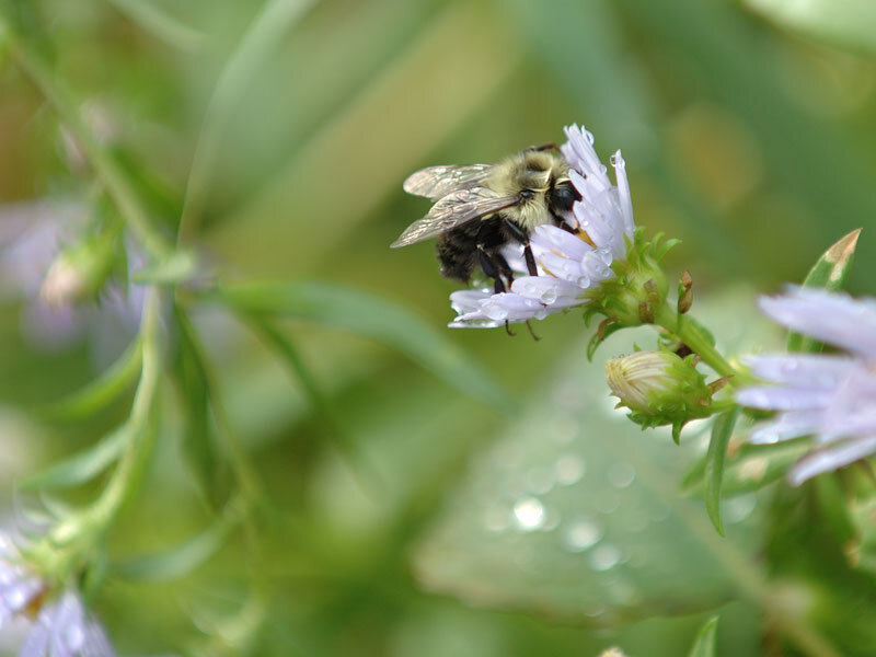 Bee on a Flower — Green