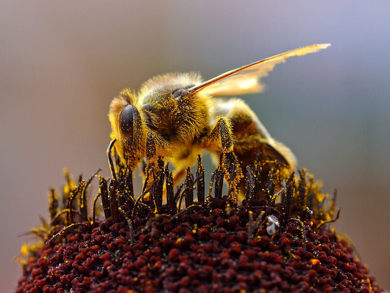 bee on a flower head