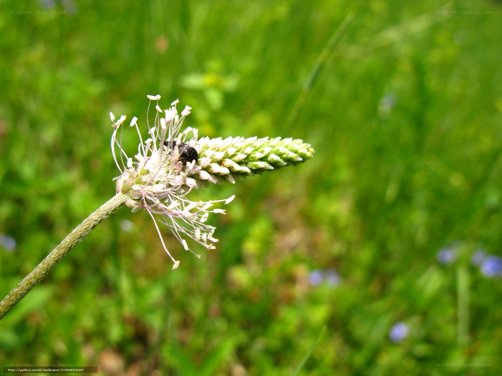bee on a flower in a field
