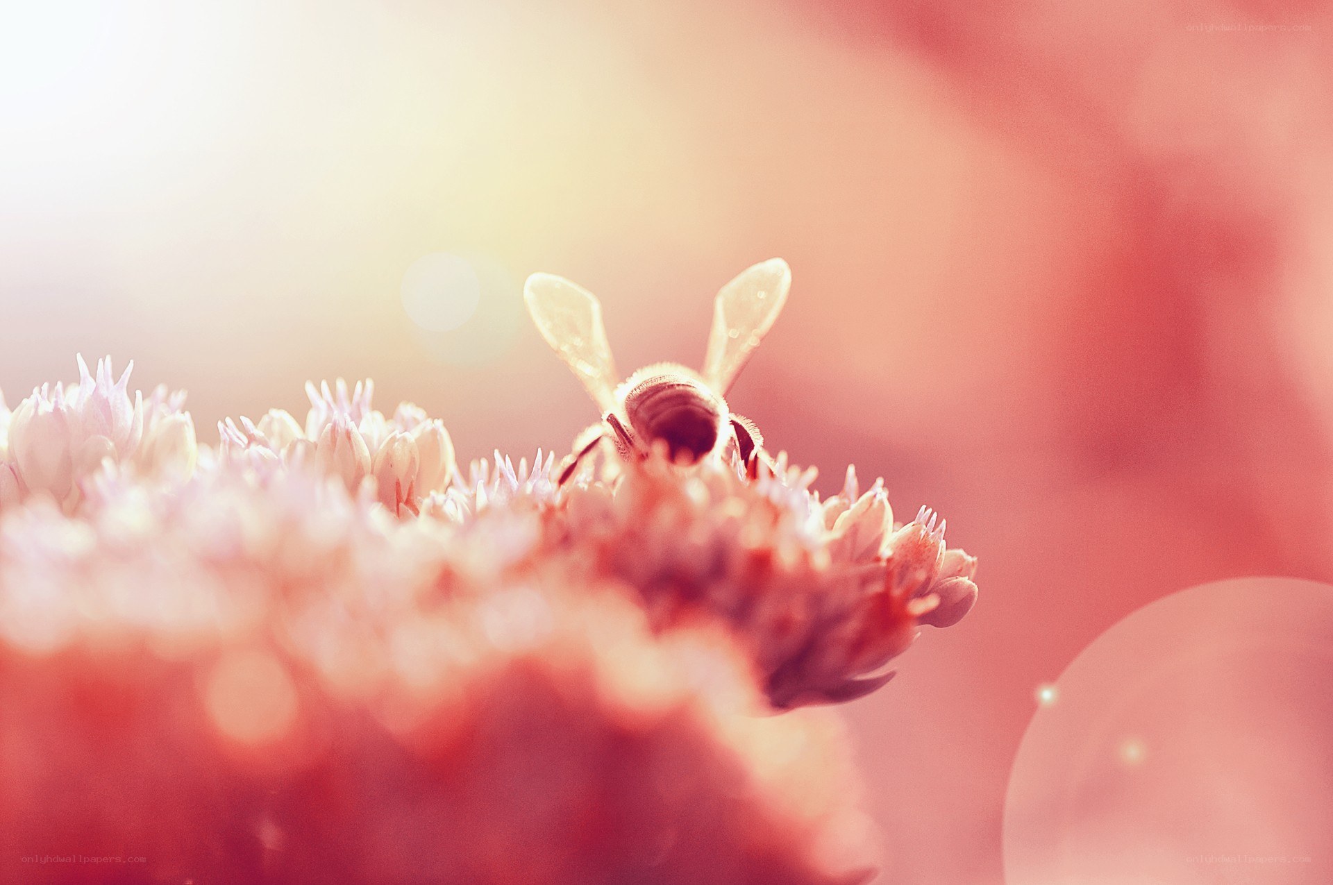 bee on a flower in sunlight