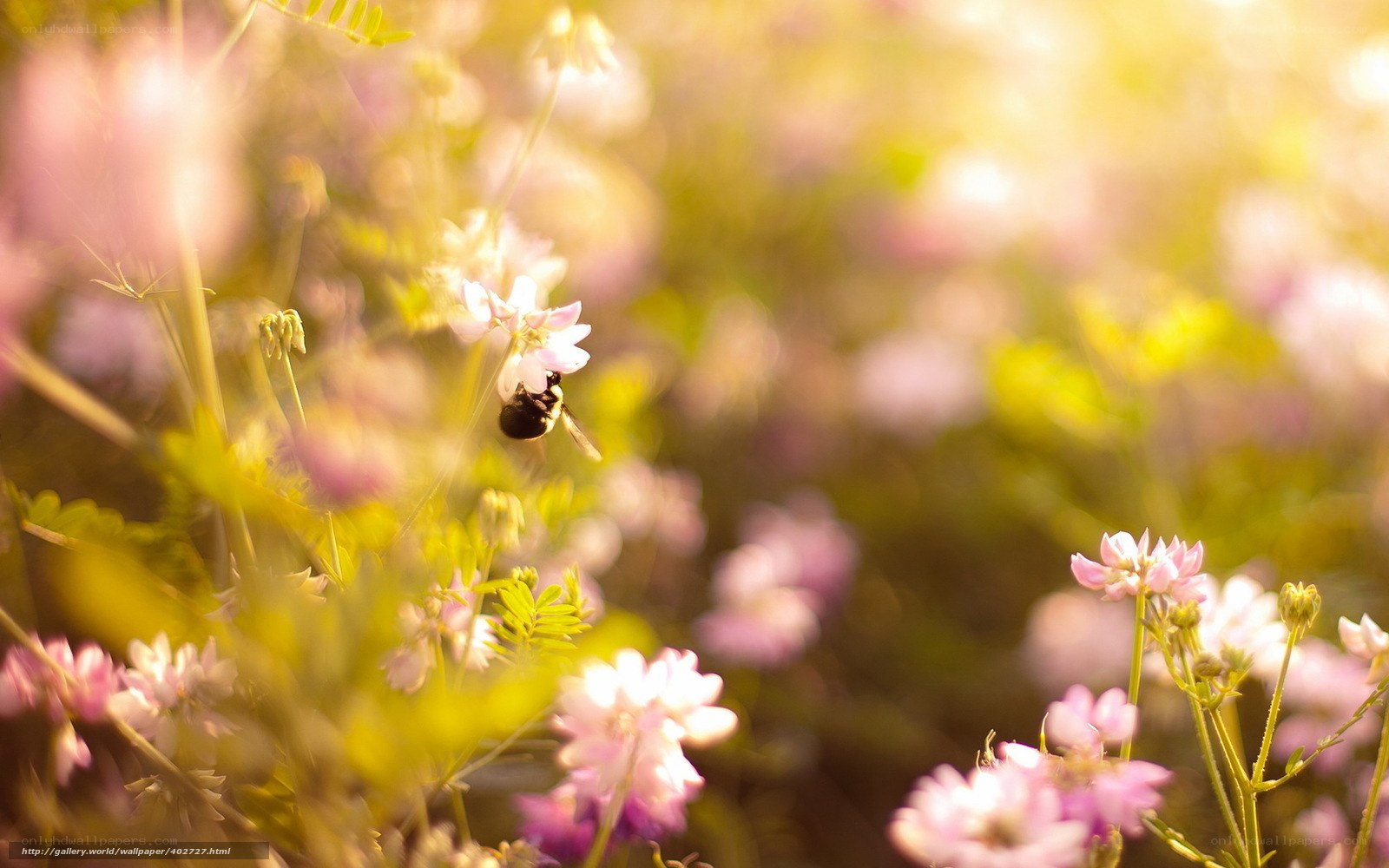 Bee on a flower in sunlight