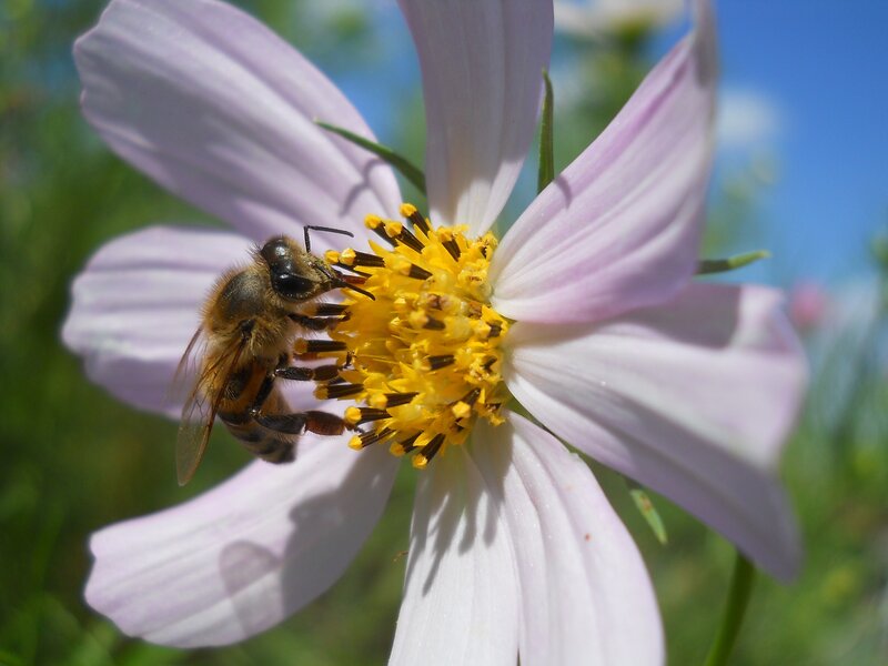 Bee on a Flower — Purple, Calm