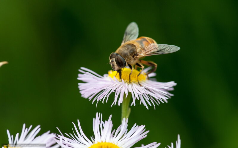 Bee on a Flower — Purple