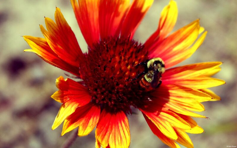 Bee on a Flower — Red, Natural