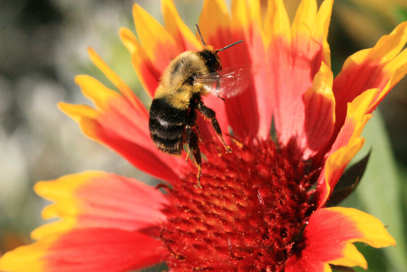 Bee on a Flower — Red