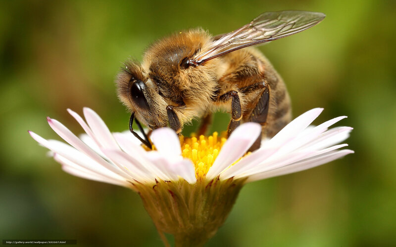 Bee on a Flower — White, Calm, Afternoon, Photograph