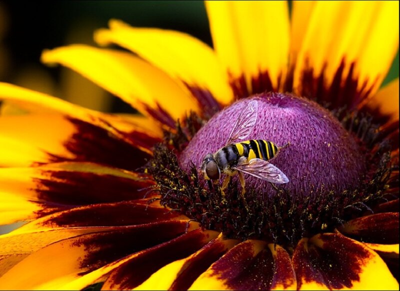 Bee on a Flower — Yellow, Natural
