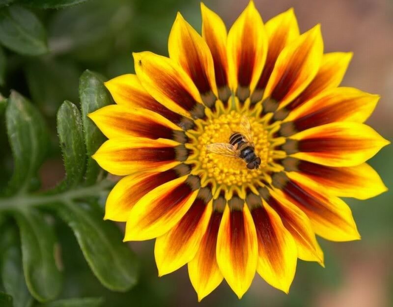 Bee on a Flower — Yellow