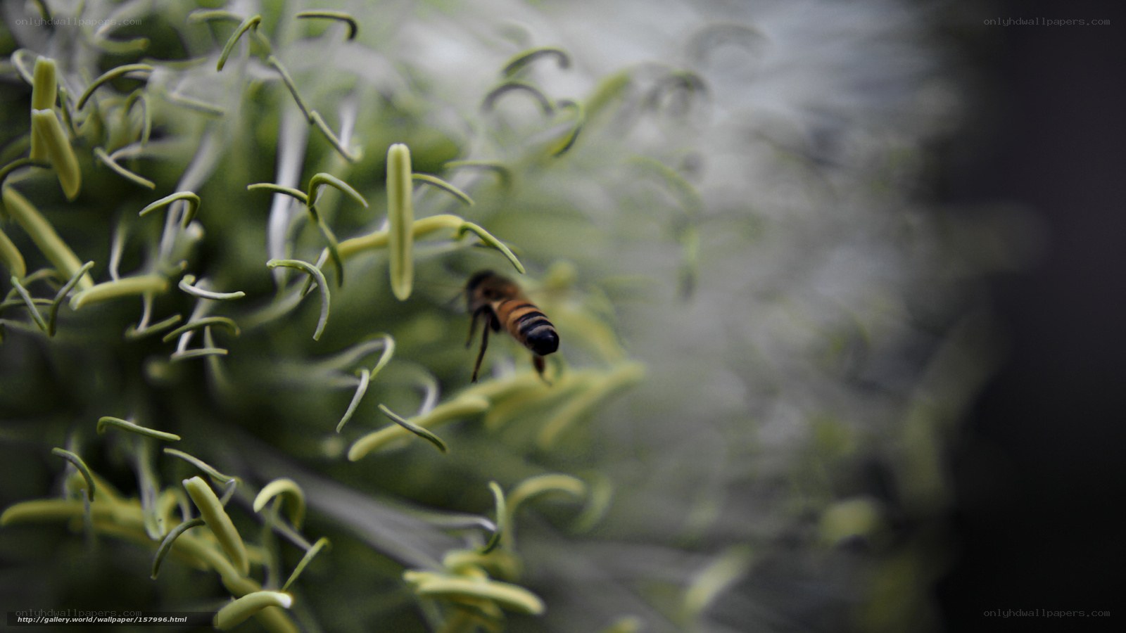 bee on a flower
