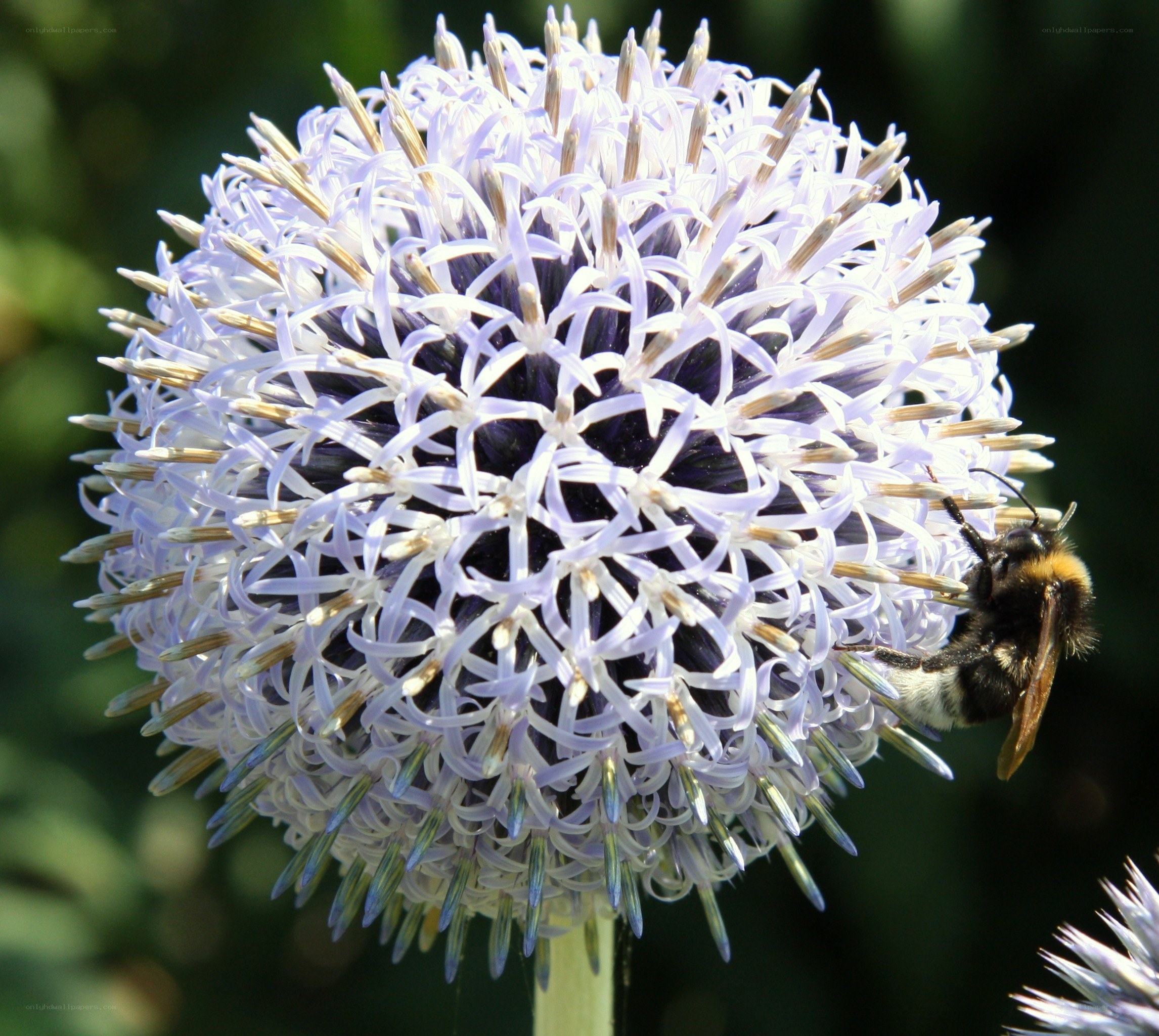 bee on a globe thistle flower