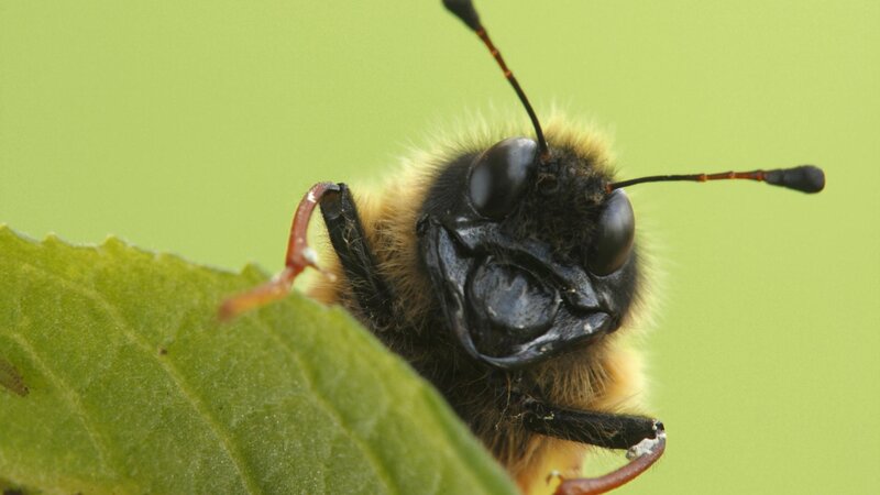 bee on a green leaf
