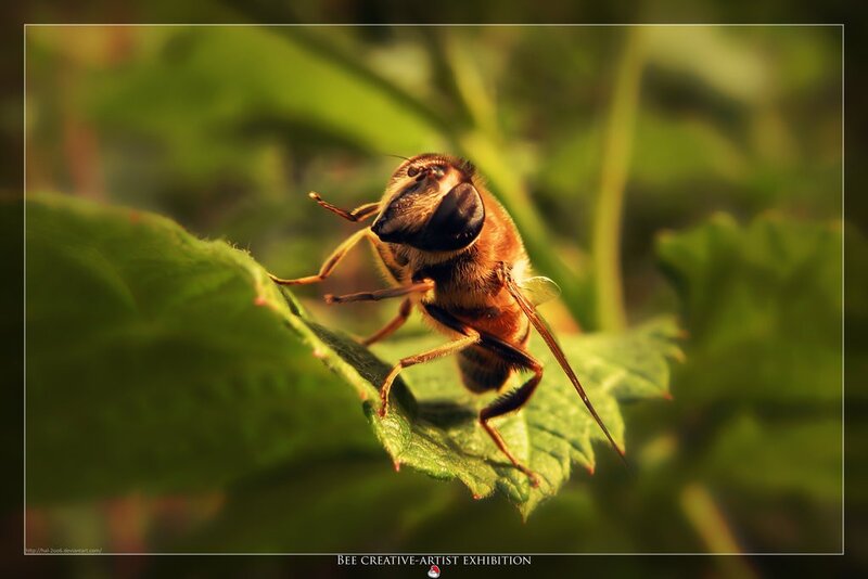 bee on a green leaf