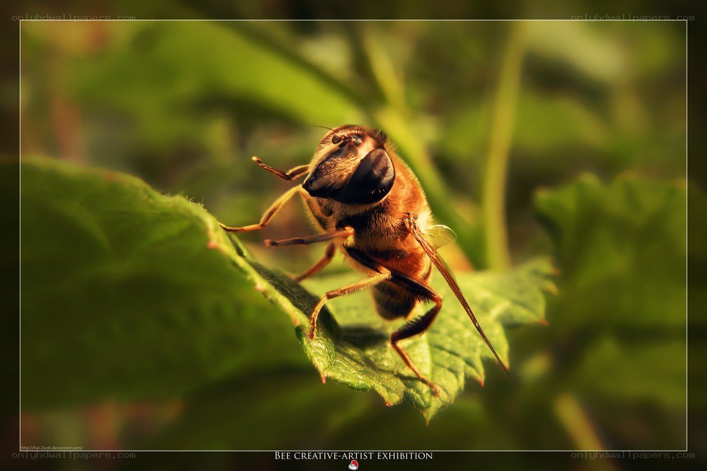 bee on a green leaf