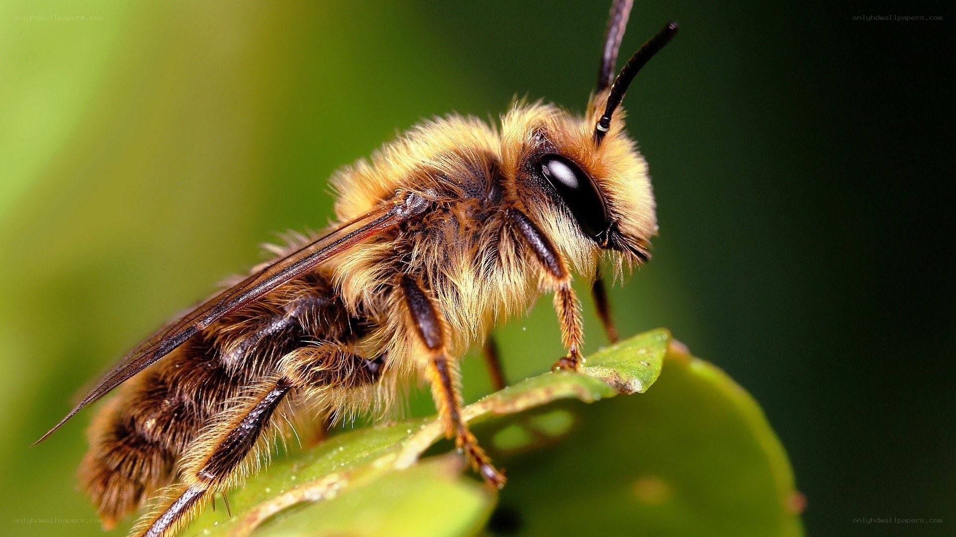 bee on a green leaf