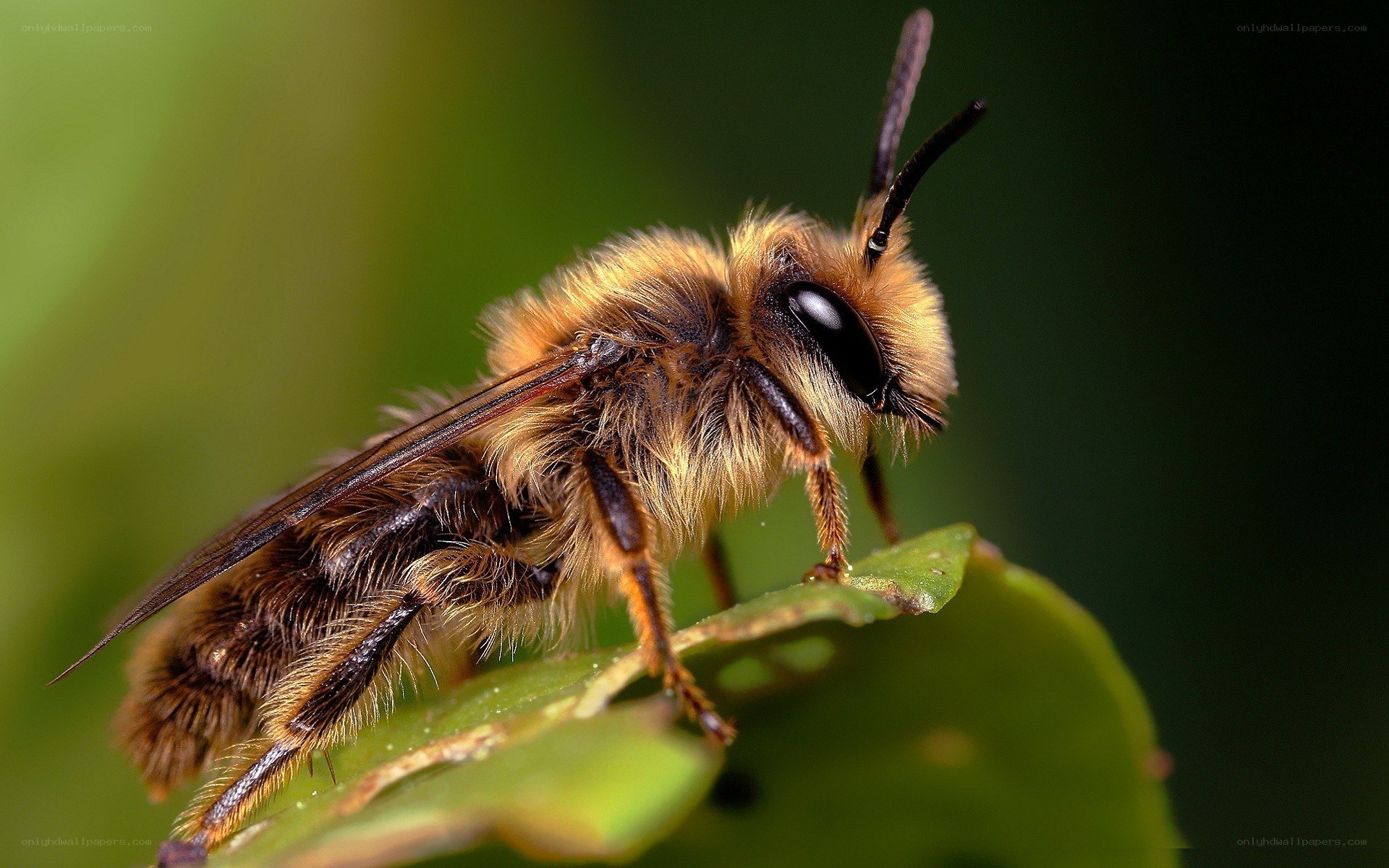 Bee on a green leaf