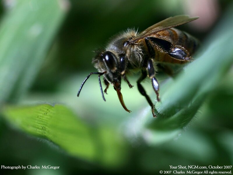 bee on a green leaf