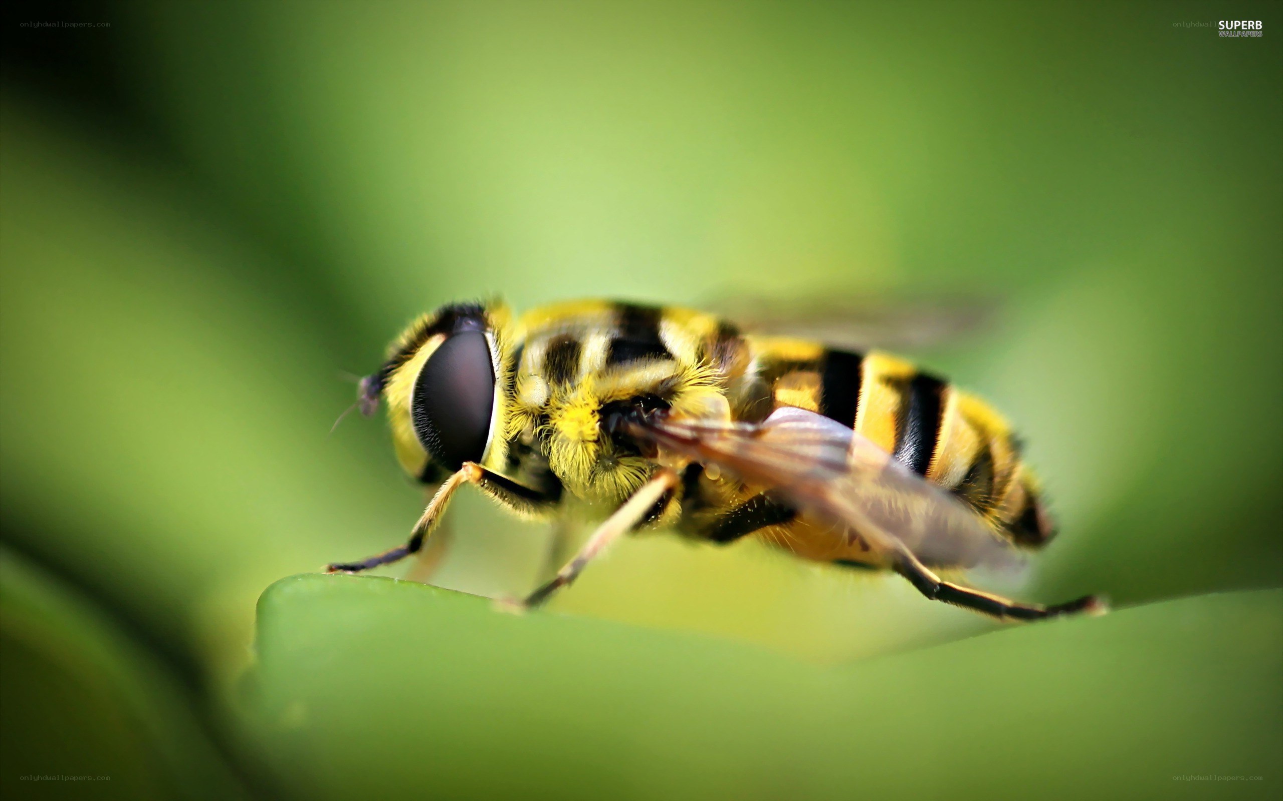 bee on a green leaf