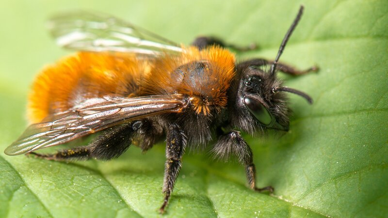 bee on a green leaf