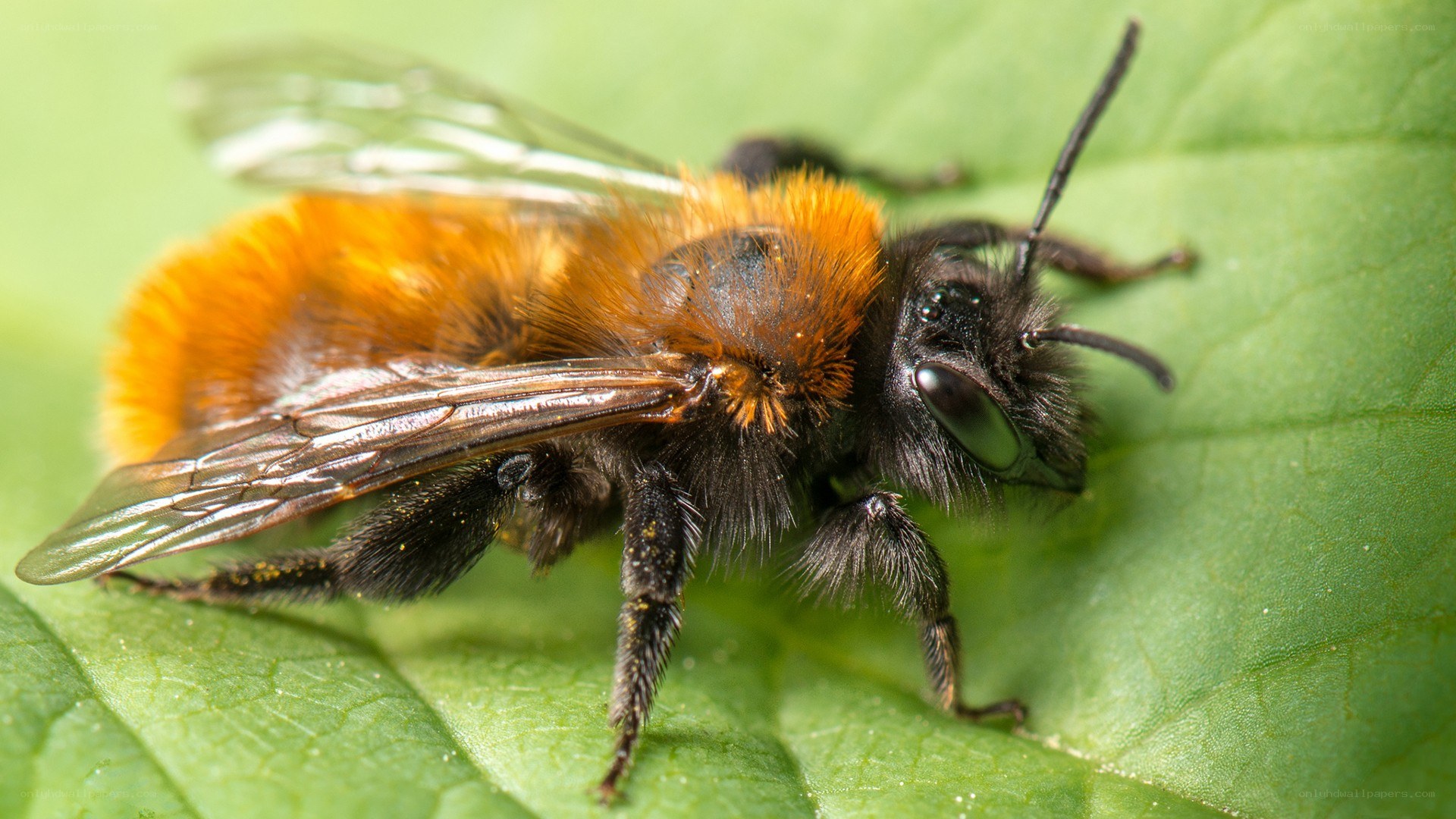 bee on a green leaf