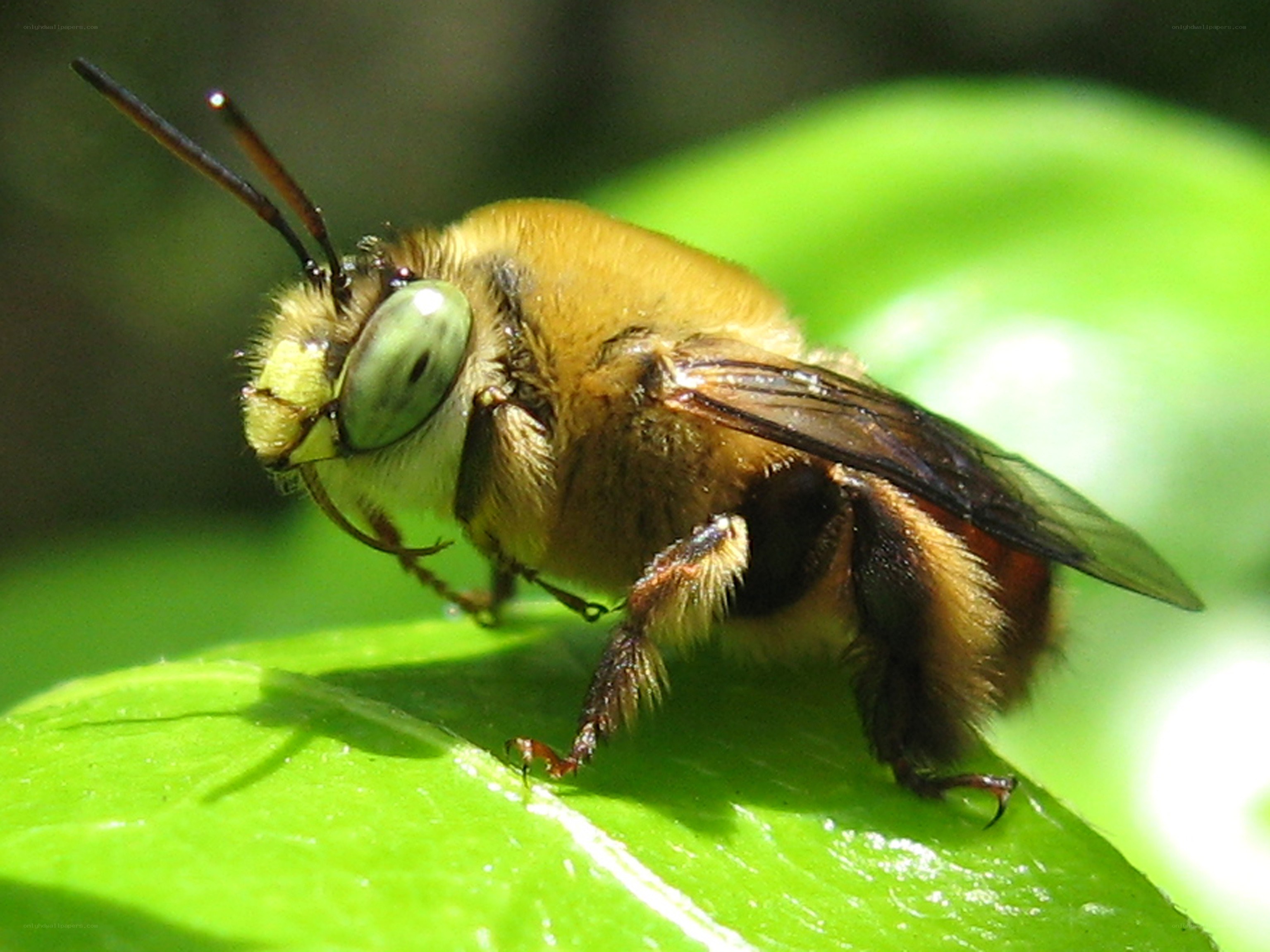 bee on a green leaf