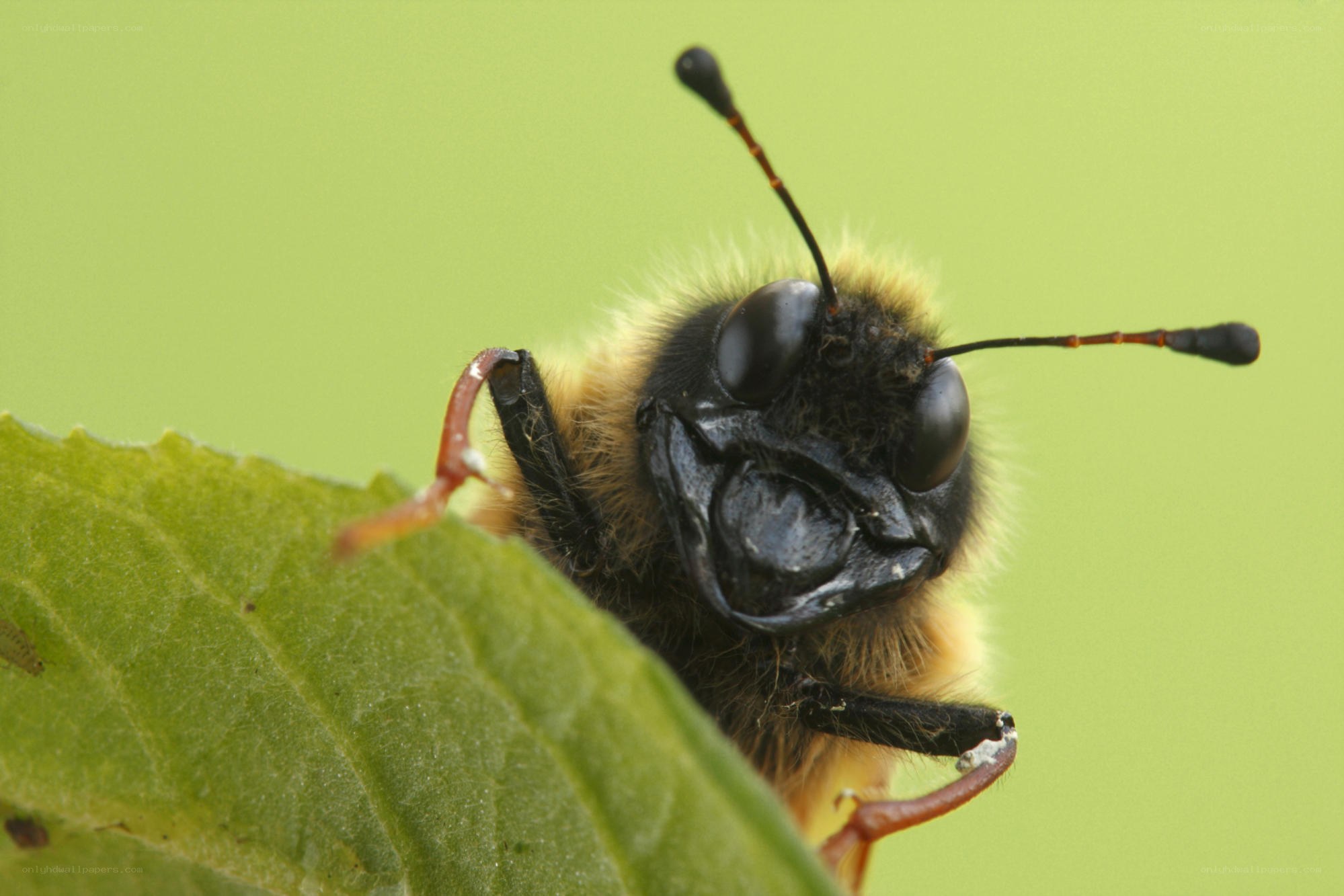 bee on a green leaf
