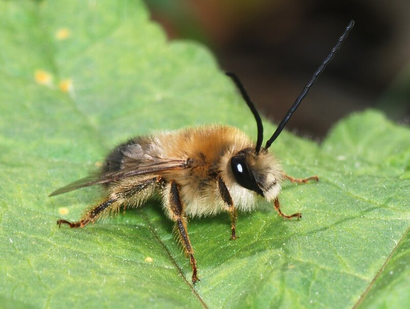 bee on a green leaf