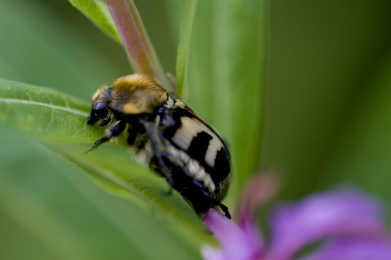 bee on a green leaf