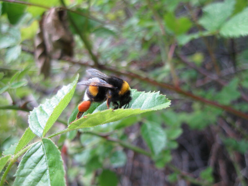 bee on a green leaf