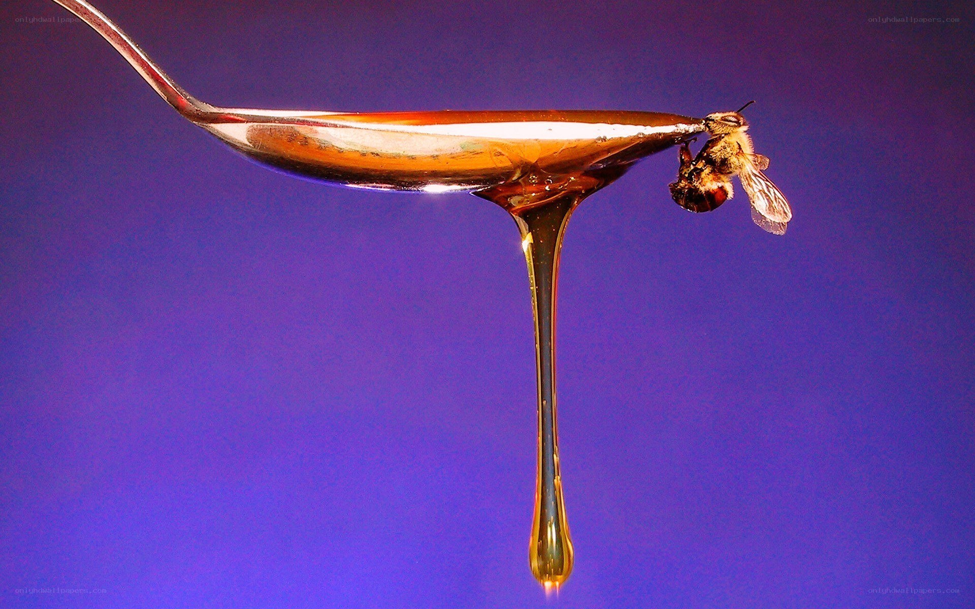 bee on a honey-dripping spoon