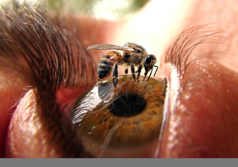 bee on a human eye