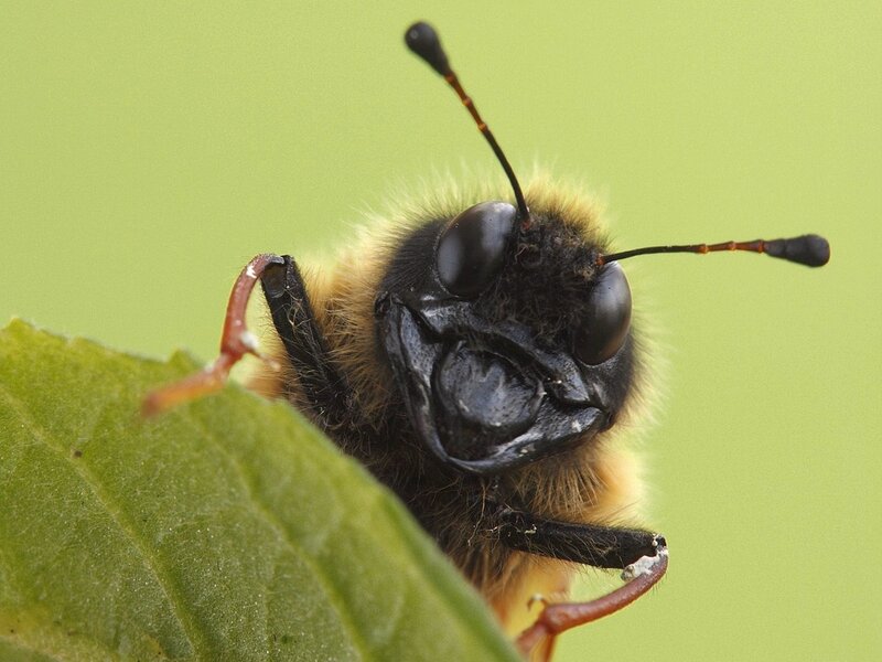 Bee on a Leaf — Green
