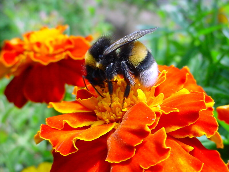 Bee on a marigold flower