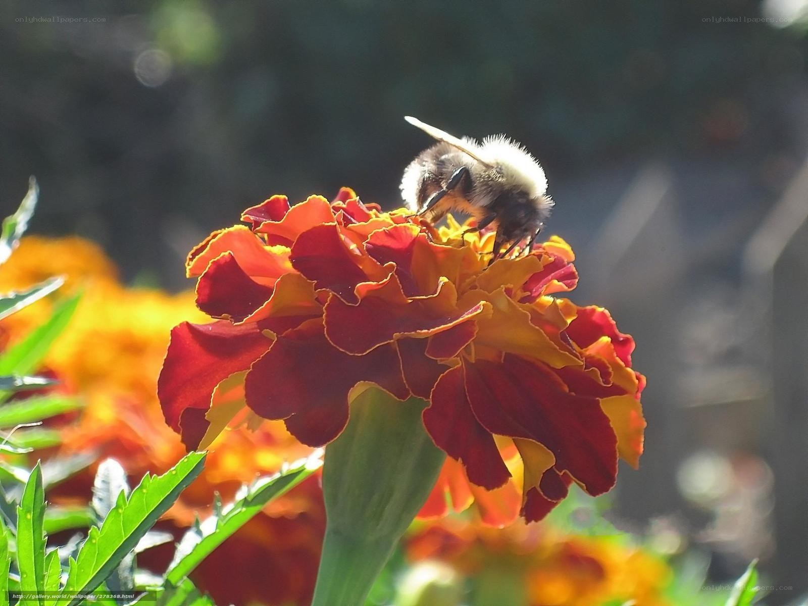 bee on a marigold flower