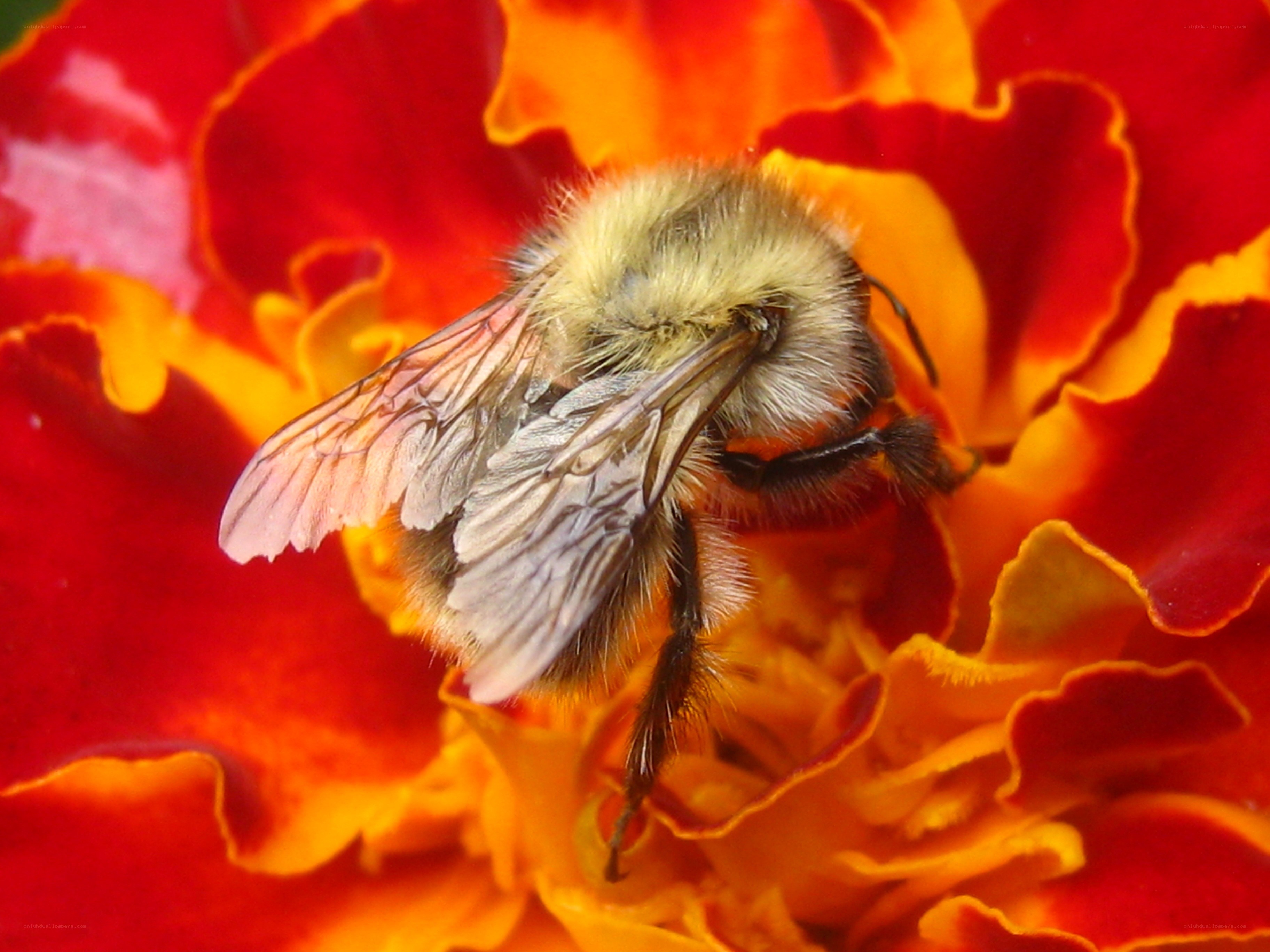 Bee on a marigold flower