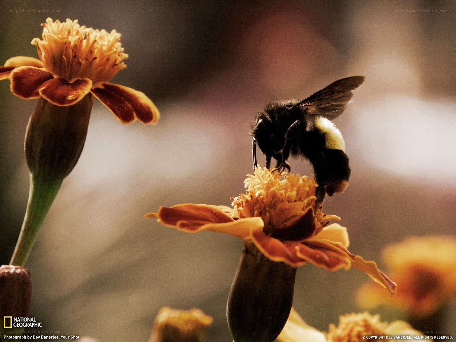 bee on a marigold flower