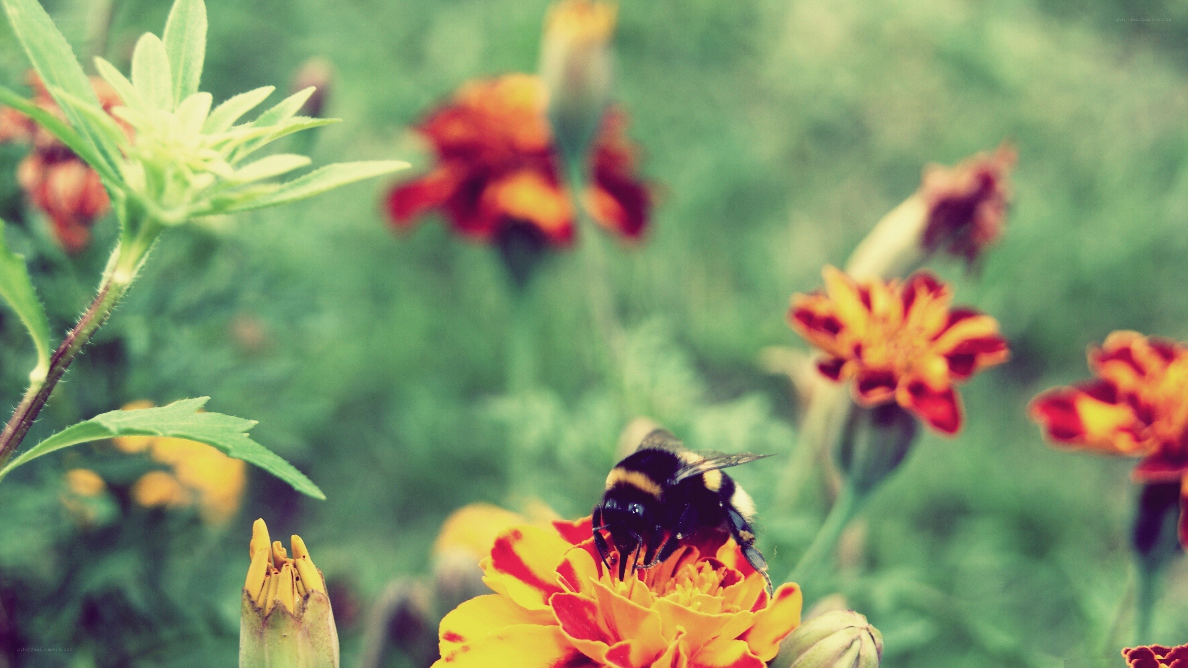 bee on a marigold flower