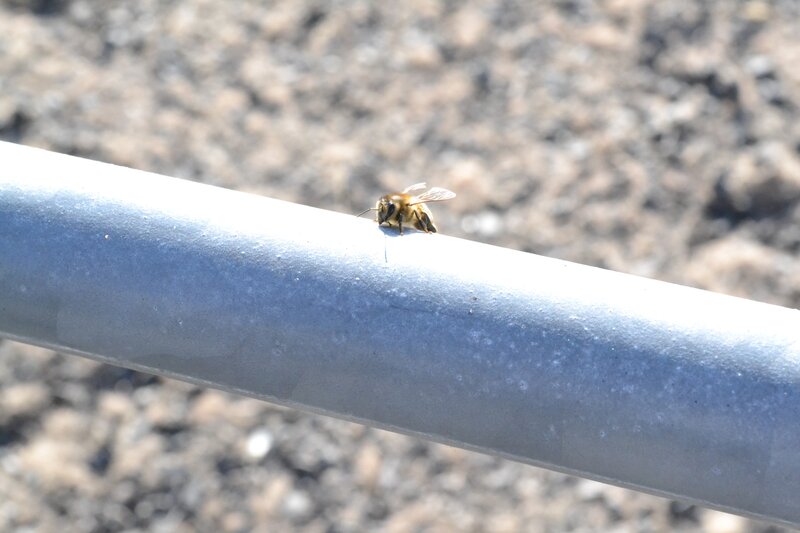 bee on a metal pipe