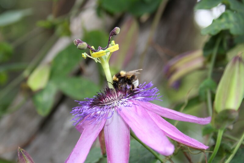bee on a passionflower