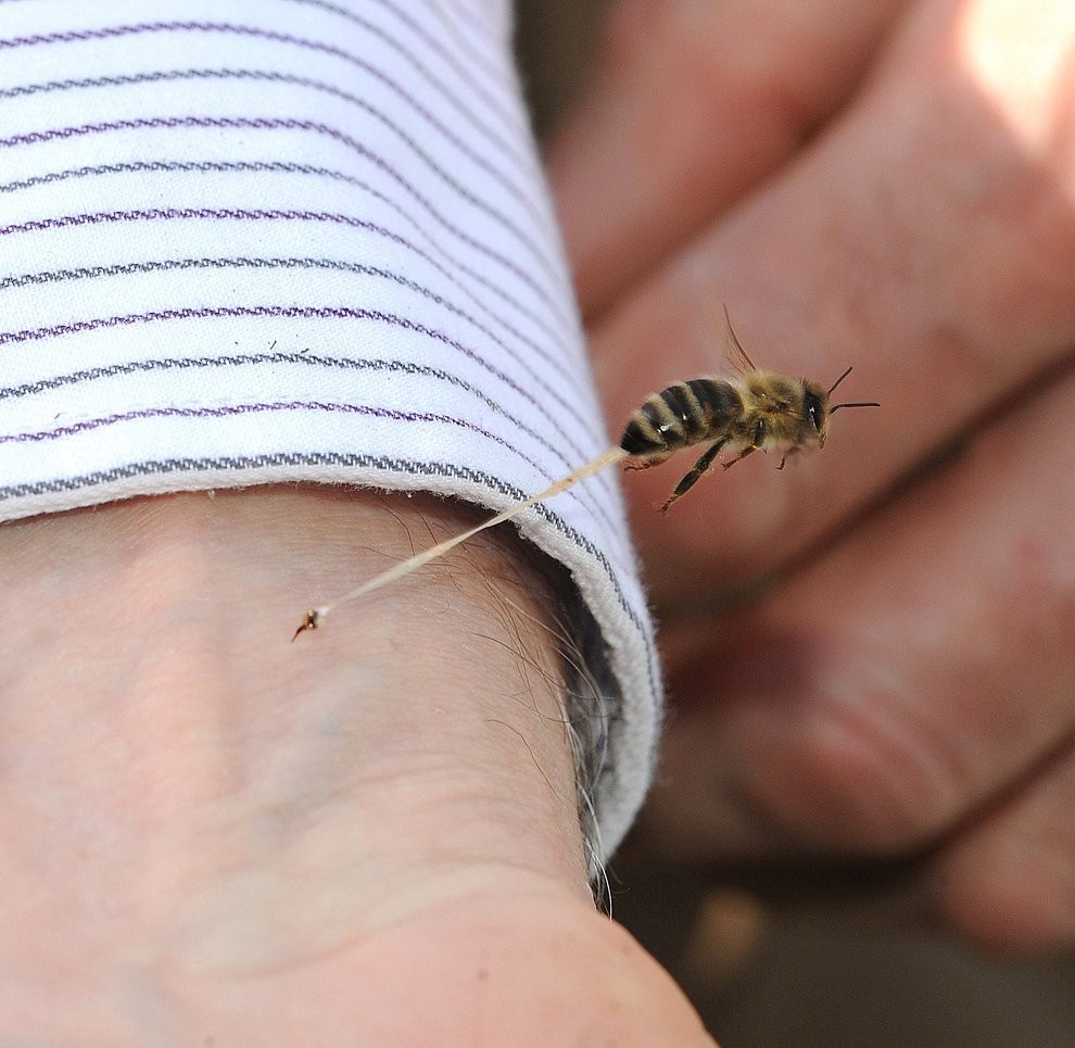 bee on a person's wrist