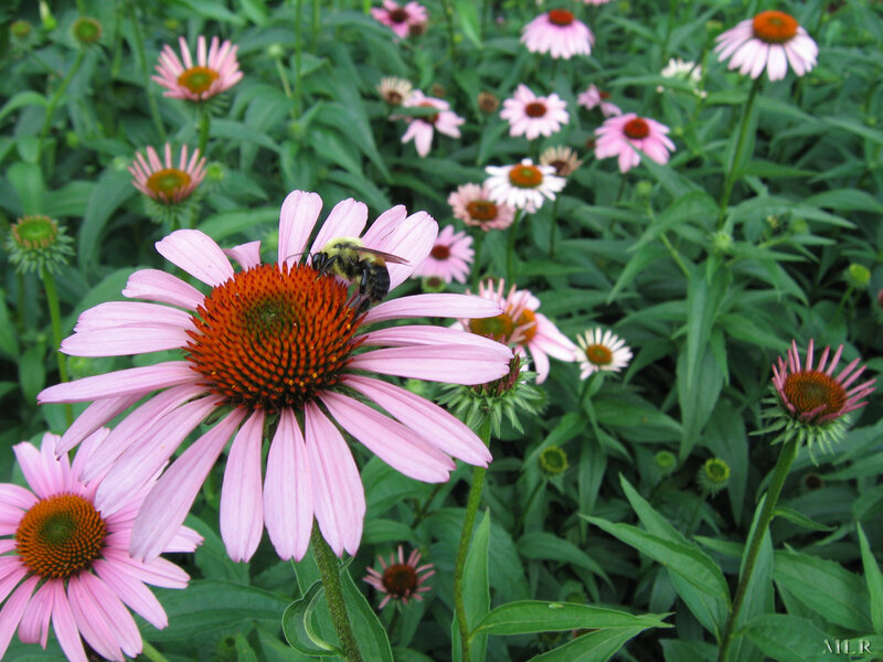 bee on a pink coneflower